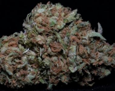 Big Head Seeds - Zkittels cannabis seed