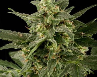 Black Skull - Auto Pineapple Gum cannabis seed