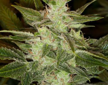 Black Skull - Auto Speed Haze cannabis seed