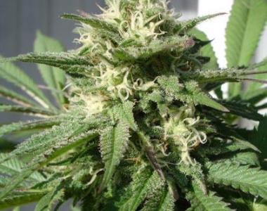 Black Skull - Bubble Bud cannabis seed