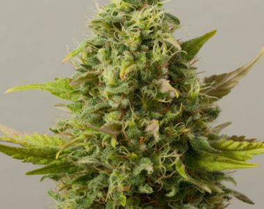 Black Skull - Auto Critical Ryder cannabis seed