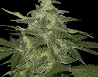Black Skull - Auto Diesel Matic cannabis seed