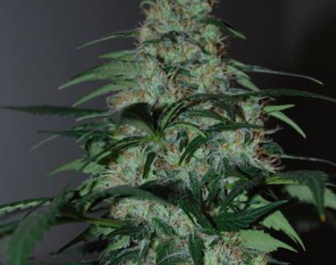 Black Skull - Five-O cannabis seed