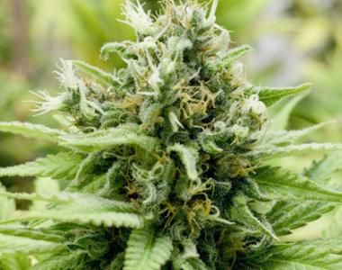 Black Skull - Auto Jack Matic cannabis seed