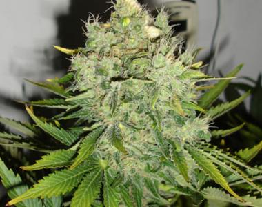 Black Skull - Pepperjack Haze cannabis seed