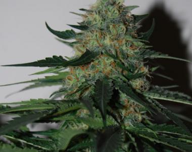 Black Skull - Pineapple Gum cannabis seed