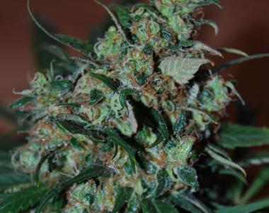 Black Skull - Power Bud cannabis seed
