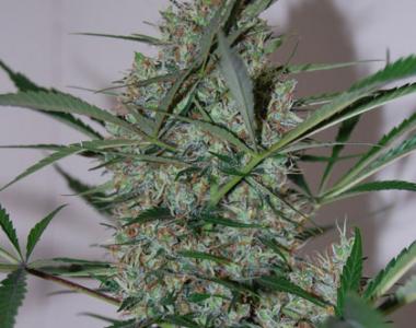 Black Skull - Auto Speed Haze cannabis seed