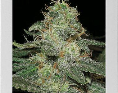 Blimburn Seeds - BC Diesel cannabis seed