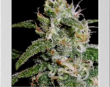 Blimburn Seeds - Cindy 99 cannabis seed