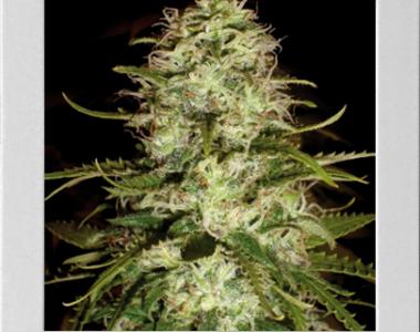 Blimburn Seeds - Critical + cannabis seed