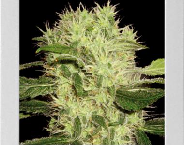 Blimburn Seeds - Dama Blanca cannabis seed