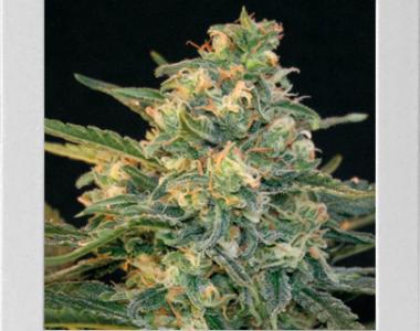 Blimburn Seeds - Guanabana cannabis seed