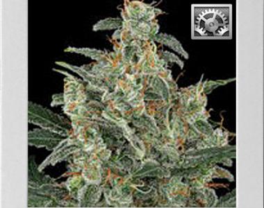 Blimburn Seeds - Kabrales cannabis seed