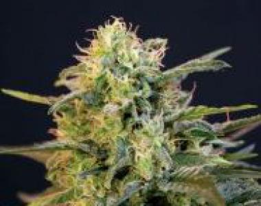 Blimburn Seeds - Mamba Negra cannabis seed