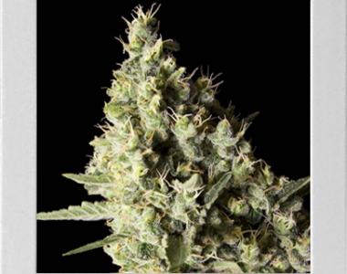 Blimburn Seeds - Narkosis cannabis seed