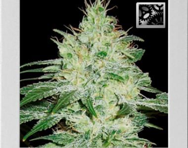 Blimburn Seeds - Orient Automatic cannabis seed