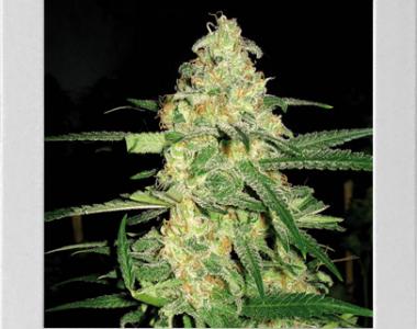 Blimburn Seeds - Original Clone cannabis seed