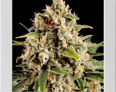 Blimburn Seeds - Orka cannabis seed