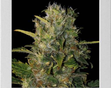 Blimburn Seeds - Santa Muerte cannabis seed