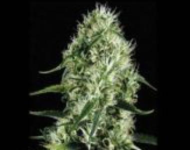 Blimburn Seeds - Silver Surfer Haze cannabis seed