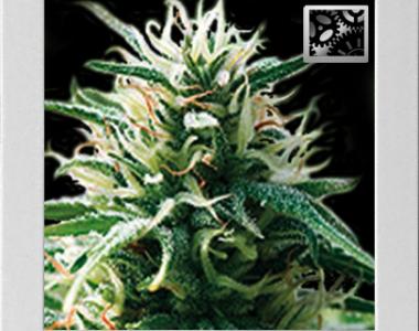 Blimburn Seeds - Sweet Automatic cannabis seed
