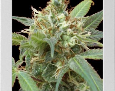 Blimburn Seeds - Tijuana cannabis seed