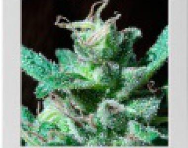 Blimburn Seeds - Wildly White cannabis seed