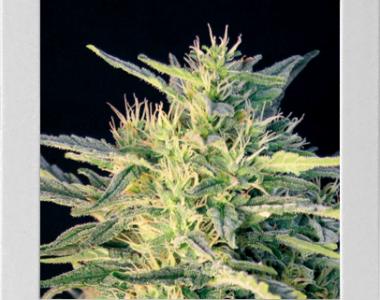 Blimburn Seeds - Wombat cannabis seed