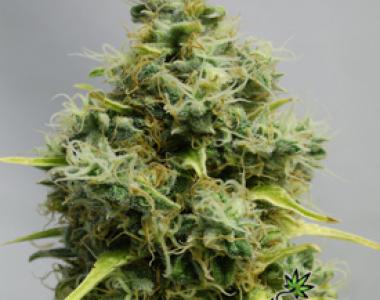 Bomb Seeds - Atomic cannabis seed