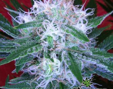 Bomb Seeds - Auto Bomb cannabis seed