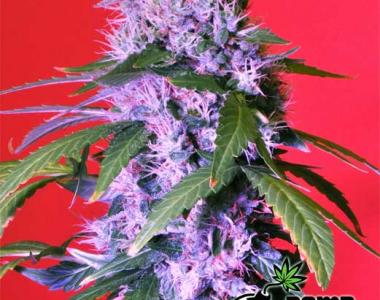Bomb Seeds - Berry Bomb Auto cannabis seed