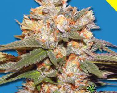 Bomb Seeds - Big Bomb Auto cannabis seed