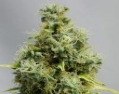 Bomb Seeds - Big Bomb cannabis seed
