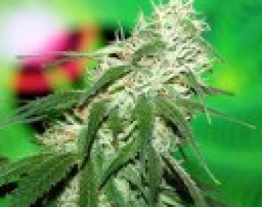 Bomb Seeds - Buzz Bomb cannabis seed