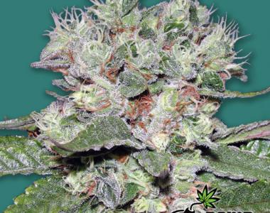 Bomb Seeds - CBD Bomb cannabis seed