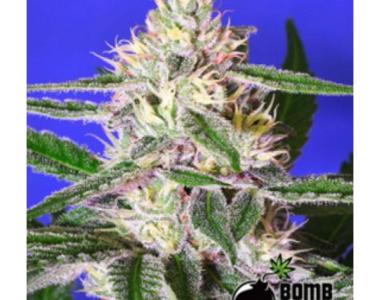 Bomb Seeds - Edam Bomb cannabis seed