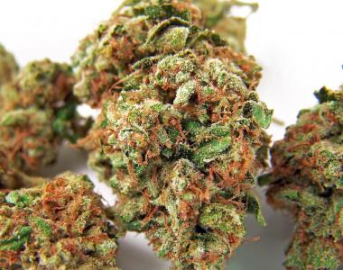 Bomb Seeds - Cherry Bomb cannabis seed