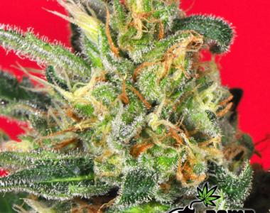Bomb Seeds - Cluster Bomb cannabis seed
