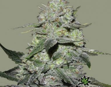 Bomb Seeds - Gorilla Bomb cannabis seed