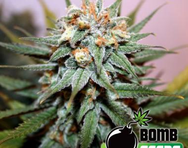 Bomb Seeds - Hash Bomb cannabis seed