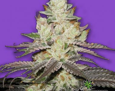 Bomb Seeds - Killer Purps cannabis seed