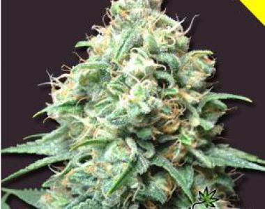 Bomb Seeds - Kush Bomb cannabis seed