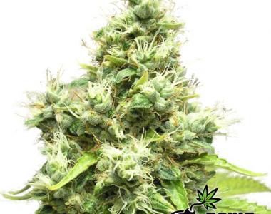 Bomb Seeds - Medi Bomb 1 cannabis seed
