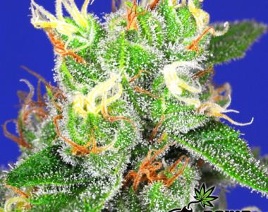 Bomb Seeds - Medi Bomb 2 cannabis seed