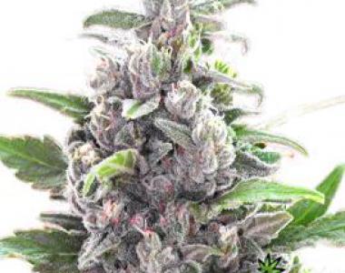 Bomb Seeds - THC Bomb Auto cannabis seed