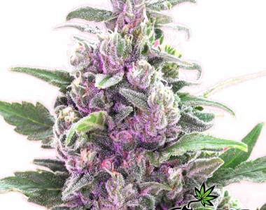 Bomb Seeds - THC Bomb cannabis seed