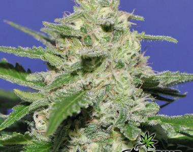 Bomb Seeds - Widow Bomb cannabis seed