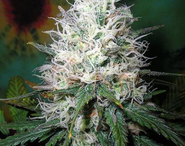 British Columbia - Afghani Dream cannabis seed