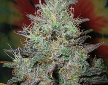 British Columbia - Big Blue cannabis seed
